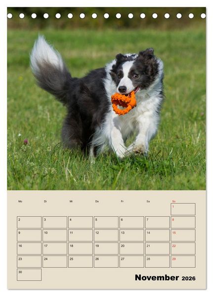 Produktbild: Border Collie - Ein Familienplaner (Tischkalender 2026 DIN A5 hoch), CALVENDO Monatskalender