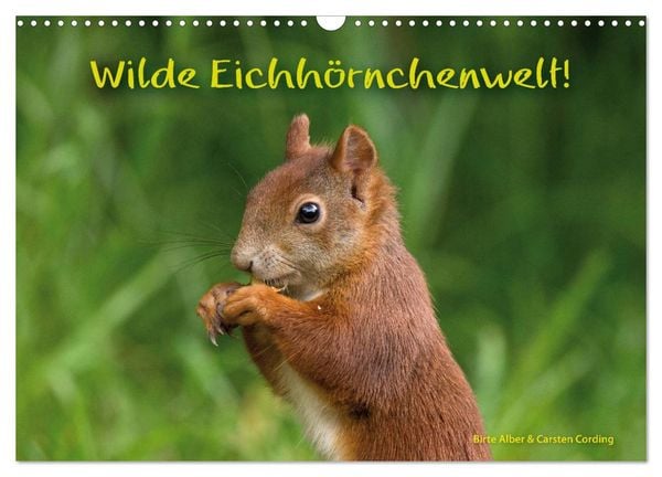 Produktbild: Wilde Eichh&ouml;rnchenwelt! (Wandkalender 2026 DIN A3 quer), CALVENDO Monatskalender