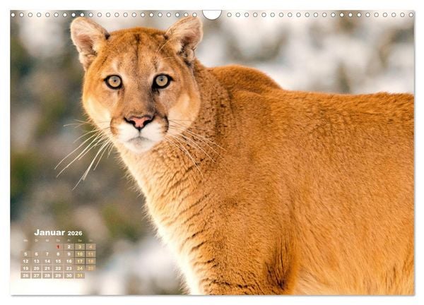 Produktbild: Puma: Auf leisen Pfoten (Wandkalender 2026 DIN A3 quer), CALVENDO Monatskalender