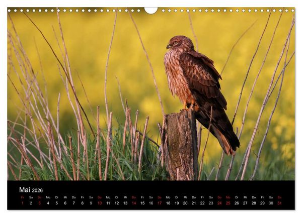 Produktbild: Wiesenweihen in Deutschland (Wandkalender 2026 DIN A3 quer), CALVENDO Monatskalender