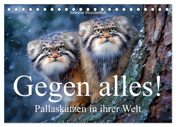 Produktbild: Gegen alles! - Pallaskatzen in ihrer Welt (Tischkalender 2027 DIN A5 quer), CALVENDO Monatskalender