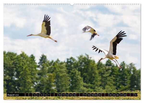 Produktbild: ERMLAND MASUREN (Wandkalender 2026 DIN A2 quer), CALVENDO Monatskalender