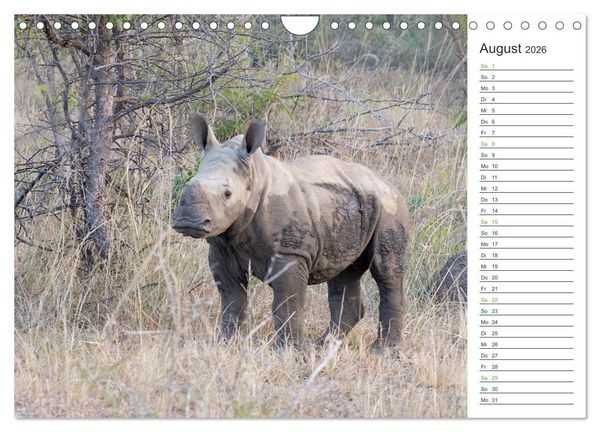 Produktbild: Nash&ouml;rner - Sanfte Riesen (Wandkalender 2026 DIN A4 quer), CALVENDO Monatskalender