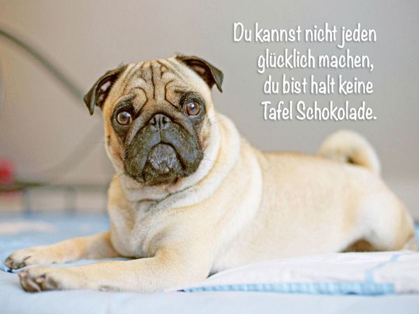 Produktbild: CALVENDO Puzzle Mops Welpe liegt v&ouml;llig relaxed auf dem Bett | 1000 Teile Lege-Gr&ouml;&szlig;e 64x48cm Foto-Puzzle f&uuml;r gl&uuml;ckliche Stunden