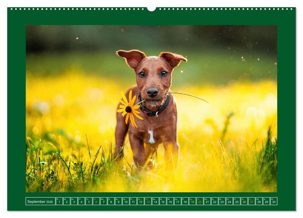 Produktbild: Pfotenblitzers Goldige Welpen (Wandkalender 2026 DIN A2 quer), CALVENDO Monatskalender