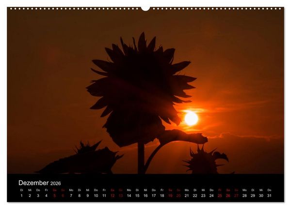 Produktbild: Blumen der Sonne (Wandkalender 2026 DIN A2 quer), CALVENDO Monatskalender