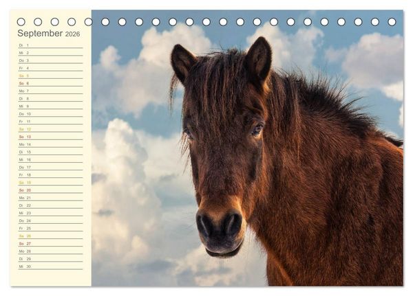 Produktbild: Mit Islandpferden durch das Jahr Geburtstagskalender (Tischkalender 2026 DIN A5 quer), CALVENDO Monatskalender