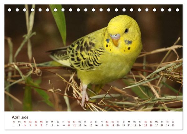 Produktbild: Wellensittiche - der NEUE Kalender (Tischkalender 2026 DIN A5 quer), CALVENDO Monatskalender