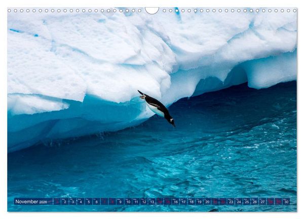 Produktbild: Antarctica Glaciers, seals and penguins (Wall Calendar 2026 DIN A3 landscape), CALVENDO 12 Month Wall Calendar