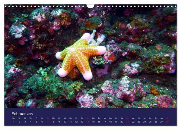 Produktbild: Wunderwelt Korallenriffe (Wandkalender 2027 DIN A3 quer), CALVENDO Monatskalender