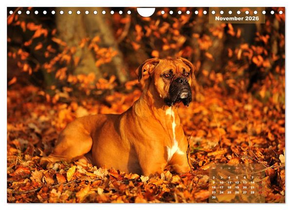 Produktbild: Einmal Boxer - immer Boxer (Wandkalender 2026 DIN A4 quer), CALVENDO Monatskalender