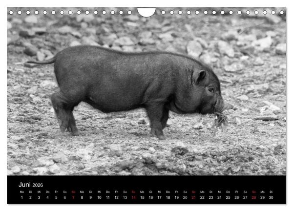 Produktbild: Das Leben der Schweine (Wandkalender 2026 DIN A4 quer), CALVENDO Monatskalender