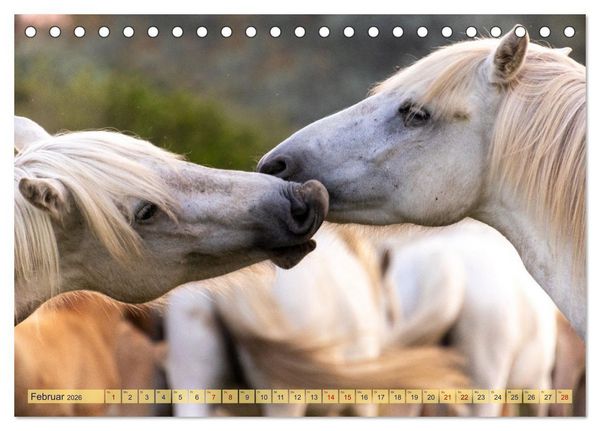 Produktbild: Die wilden Pferde der Camargue (Tischkalender 2026 DIN A5 quer), CALVENDO Monatskalender