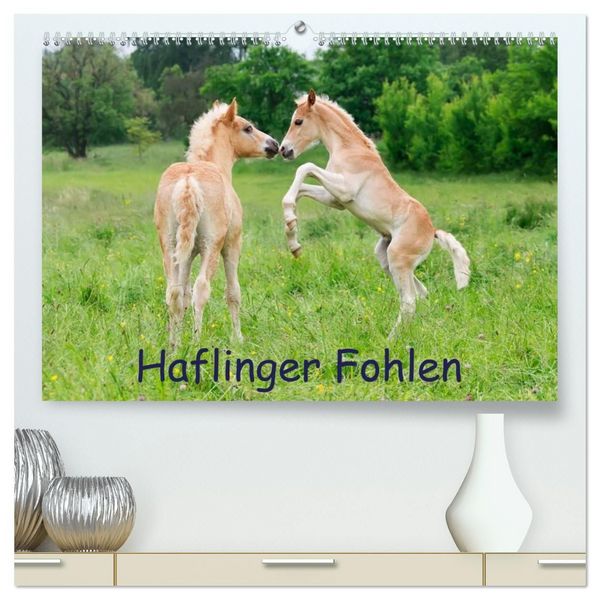 Produktbild: Haflinger Fohlen (hochwertiger Premium Wandkalender 2027 DIN A2 quer), Kunstdruck in Hochglanz