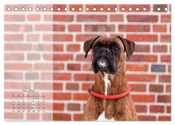 Produktbild: Deutscher Boxer 2026 (Tischkalender 2026 DIN A5 quer), CALVENDO Monatskalender