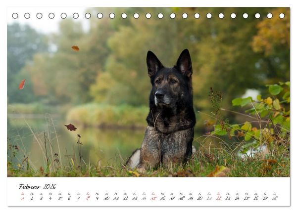 Produktbild: Der graue Deutsche Sch&auml;ferhund (Tischkalender 2026 DIN A5 quer), CALVENDO Monatskalender