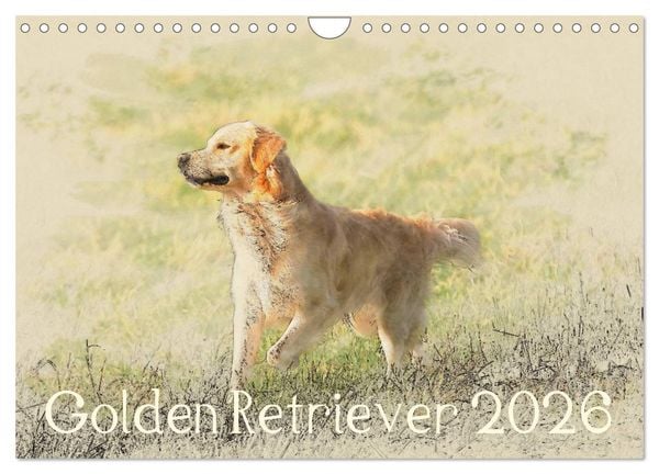 Produktbild: Golden Retriever 2026 (Wandkalender 2026 DIN A4 quer), CALVENDO Monatskalender