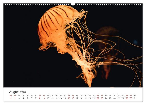 Produktbild: Tiefsee - Ein Abenteuer ins Unbekannte. (hochwertiger Premium Wandkalender 2026 DIN A2 quer), Kunstdruck in Hochglanz
