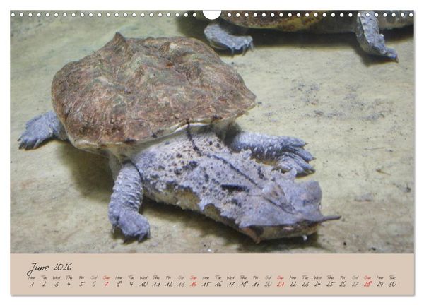 Produktbild: Turtles and Tortoise / UK-Version (Wall Calendar 2026 DIN A3 landscape), CALVENDO 12 Month Wall Calendar