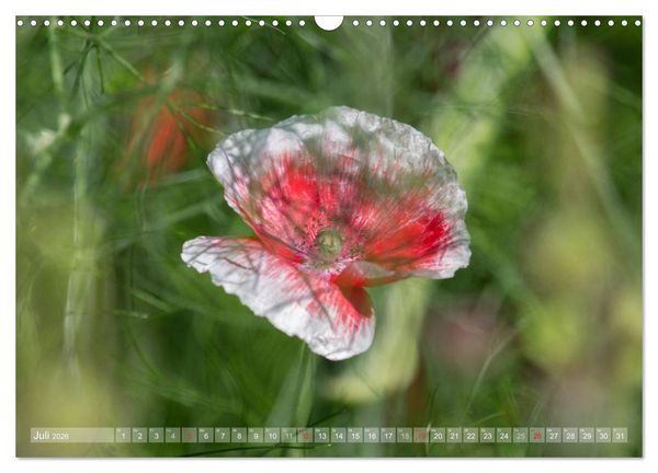 Produktbild: Mohn (Wandkalender 2026 DIN A3 quer), CALVENDO Monatskalender