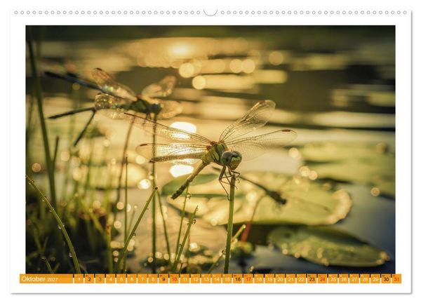 Produktbild: Prachtlibellen am Teich (Wandkalender 2027 DIN A2 quer), CALVENDO Monatskalender