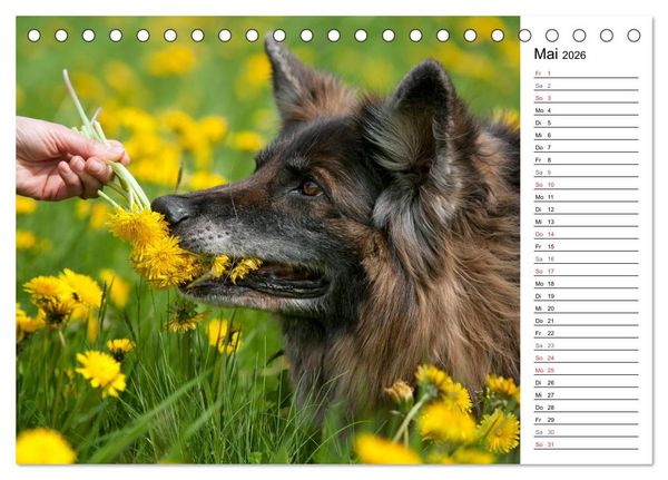 Produktbild: Zauberhafte Langhaar Sch&auml;ferhunde (Tischkalender 2026 DIN A5 quer), CALVENDO Monatskalender