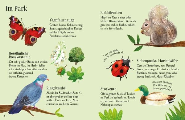 Produktbild: Usborne Minis Naturf&uuml;hrer: In der Stadt &ndash; Tiere und Pflanzen