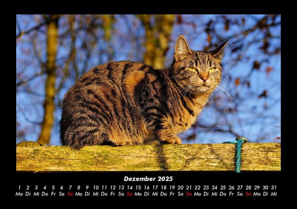 Produktbild: F&uuml;r Katzenfreunde 2025 Fotokalender DIN A3