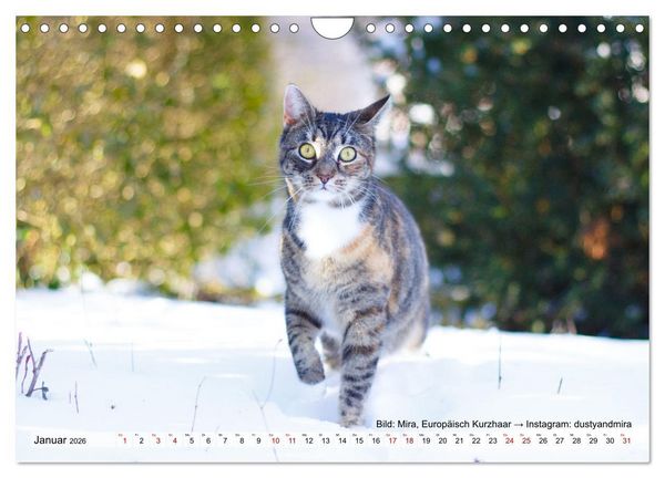 Produktbild: Samtpf&ouml;tchen - Die treusten Begleiter 2026 (Wandkalender 2026 DIN A4 quer), CALVENDO Monatskalender