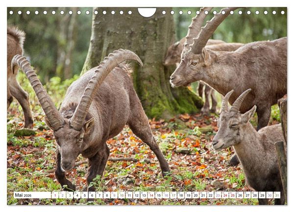 Produktbild: Steinb&ouml;cke - imposante Tiere (Wandkalender 2026 DIN A4 quer), CALVENDO Monatskalender