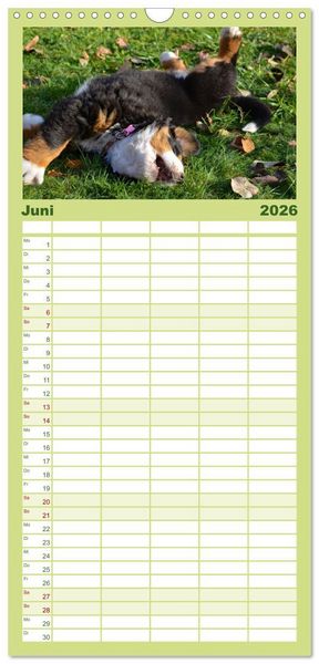 Produktbild: Familienplaner 2026 - Rasselbande mit 40 Pfoten mit 5 Spalten (Wandkalender, 21 x 45 cm) CALVENDO