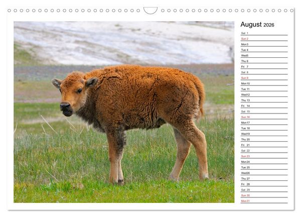 Produktbild: Bisons of North America (Wall Calendar 2026 DIN A3 landscape), CALVENDO 12 Month Wall Calendar