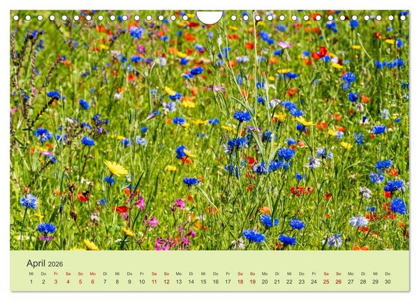 Produktbild: Wilde Blumen - ein Spaziergang durch die Natur (Wandkalender 2026 DIN A4 quer), CALVENDO Monatskalender