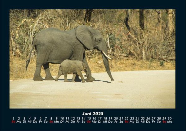Produktbild: Der Elefantenkalender 2025 Fotokalender DIN A4