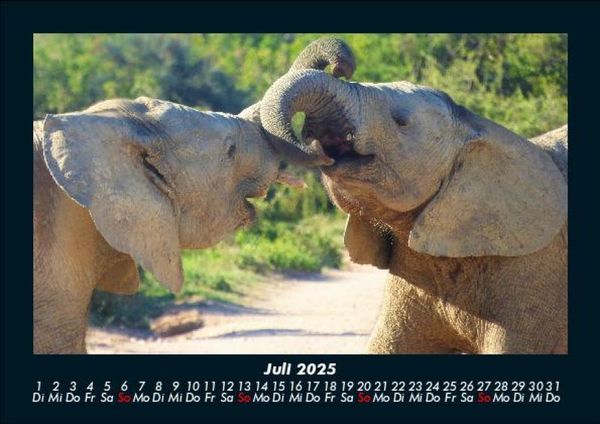 Produktbild: Elefanten - Die sanften Riesen Afrikas 2025 Fotokalender DIN A5