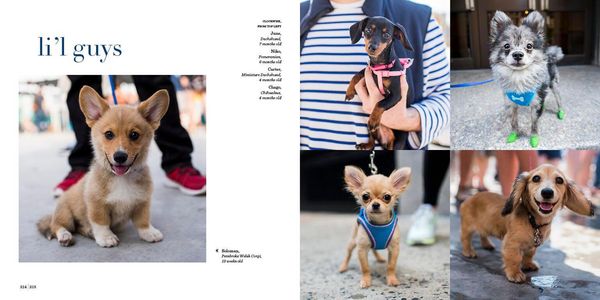 Produktbild: The Dogist Puppies