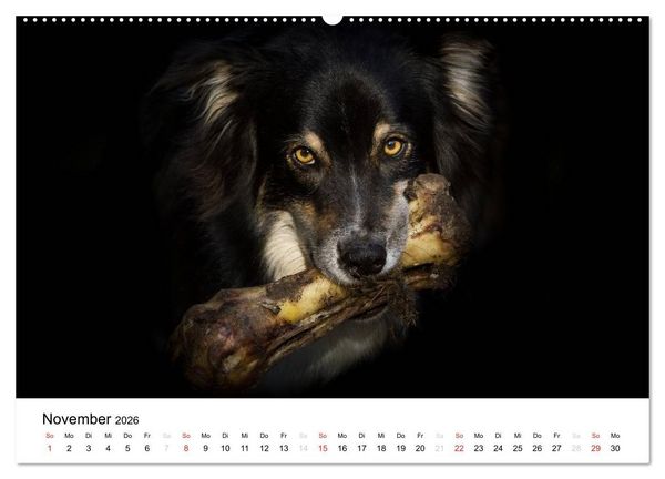 Produktbild: Australian Shepherd - Traum auf vier Pfoten (Wandkalender 2026 DIN A2 quer), CALVENDO Monatskalender