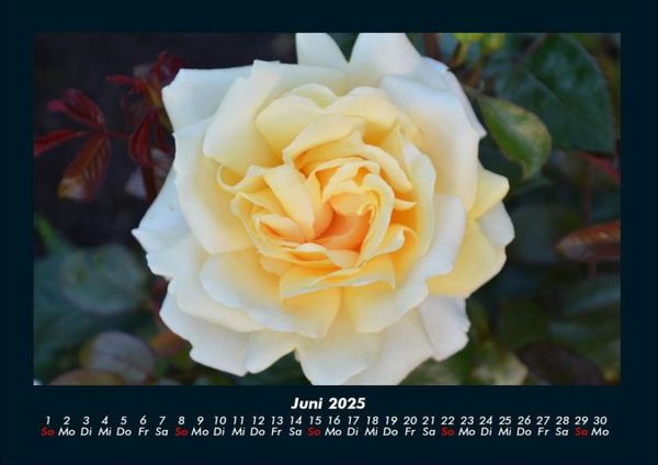 Produktbild: Rosentraum 2025 Fotokalender DIN A4
