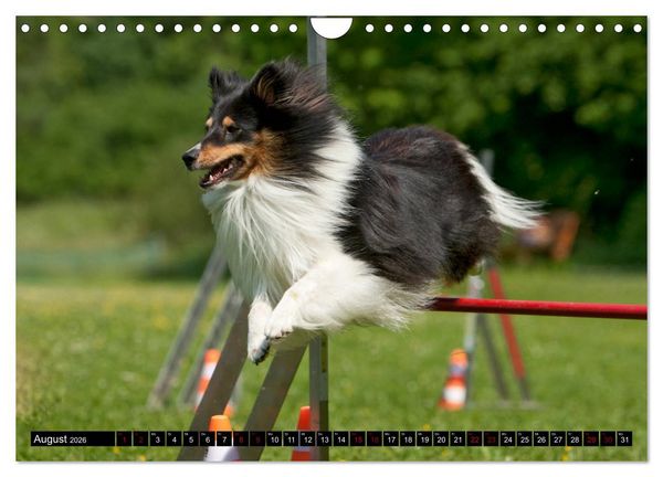 Produktbild: Shetland Sheepdogs - Kleine Charmeure (Wandkalender 2026 DIN A4 quer), CALVENDO Monatskalender