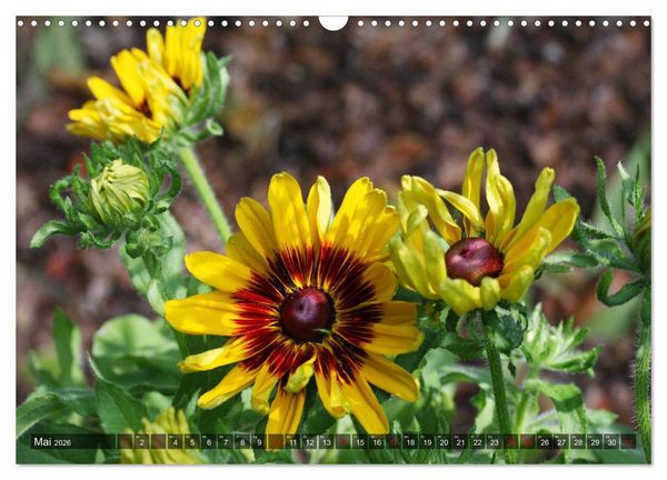 Produktbild: Sonnenhut im Garten (Wandkalender 2026 DIN A3 quer), CALVENDO Monatskalender