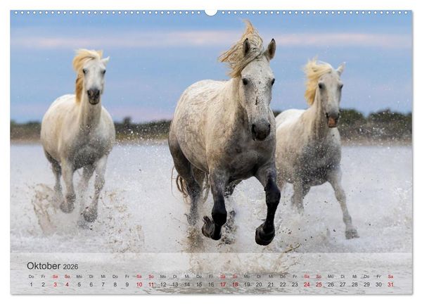 Produktbild: Die wei&szlig;en Pferde der Camargue (hochwertiger Premium Wandkalender 2026 DIN A2 quer), Kunstdruck in Hochglanz