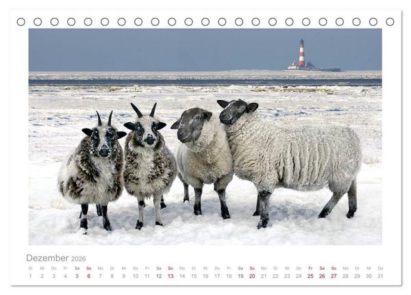 Produktbild: Nordsee Schafe (Tischkalender 2026 DIN A5 quer), CALVENDO Monatskalender