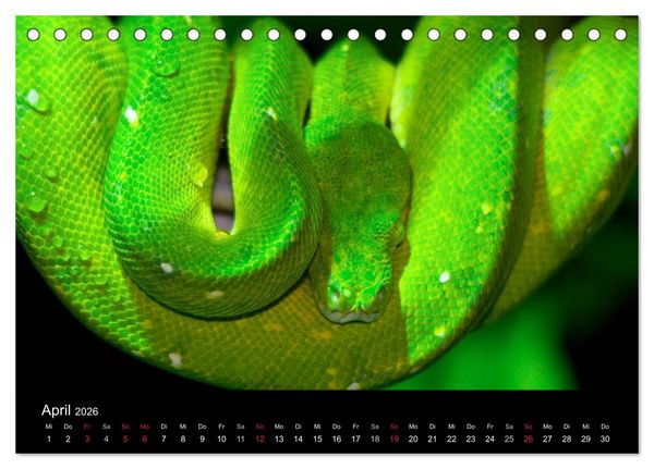 Produktbild: Reptilien & Co. (Tischkalender 2026 DIN A5 quer), CALVENDO Monatskalender