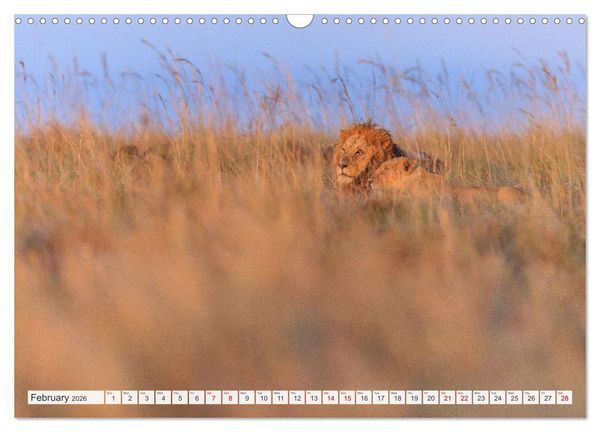 Produktbild: African Cats in impressive portraits (Wall Calendar 2026 DIN A3 landscape), CALVENDO 12 Month Wall Calendar