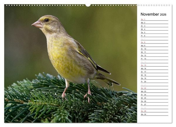 Produktbild: Unsere heimischen Gartenv&ouml;gel (Wandkalender 2026 DIN A2 quer), CALVENDO Monatskalender