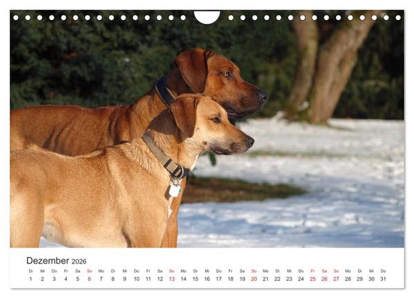 Produktbild: Ridgebacks - Hunde aus Afrika (Wandkalender 2026 DIN A4 quer), CALVENDO Monatskalender