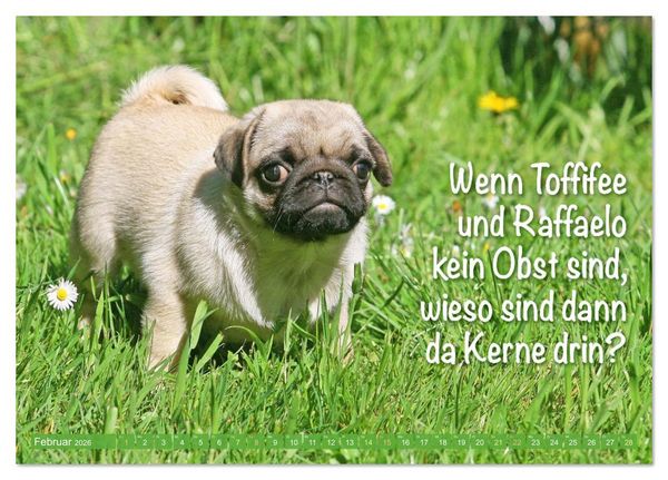 Produktbild: Der Mops: Nicht klein, sondern aufs Wesentliche reduziert. (Tischkalender 2026 DIN A5 quer), CALVENDO Monatskalender