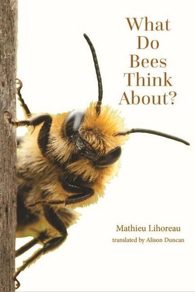 Produktbild: What Do Bees Think About?