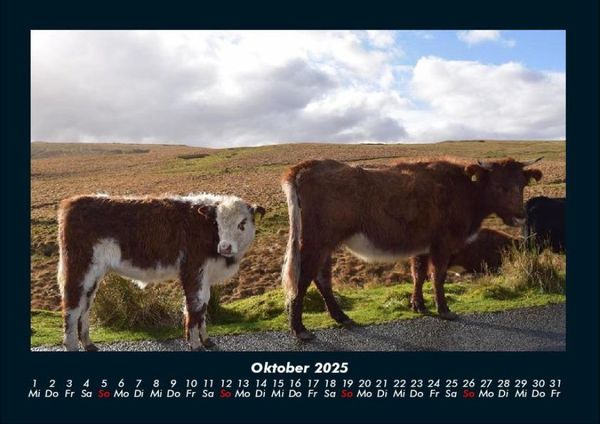 Produktbild: Kuhkalender 2025 Fotokalender DIN A4