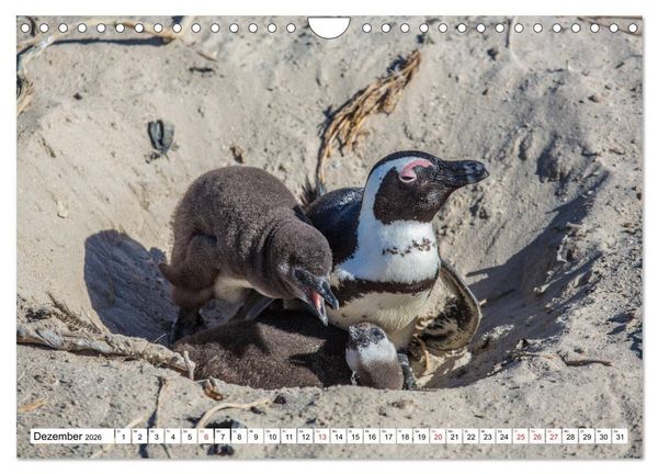 Produktbild: Wunderwelt der Tiere - S&uuml;dafrika (Wandkalender 2026 DIN A4 quer), CALVENDO Monatskalender